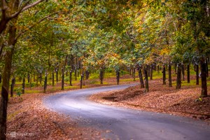 Cẩm nang du lịch Bình Phước năm 2024